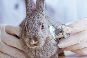 A veterinarian in white gloves uses a stethoscope to listen to a gray rabbit's chest.