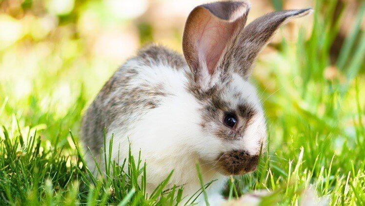 A white and grey speckled rabbit with upright ears sitting in bright green grass.