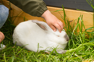 A child's hand pets a white rabbit with gray markings, who is eating grass.