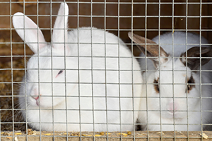 Two white rabbits with brown markings sit in a wire cage.