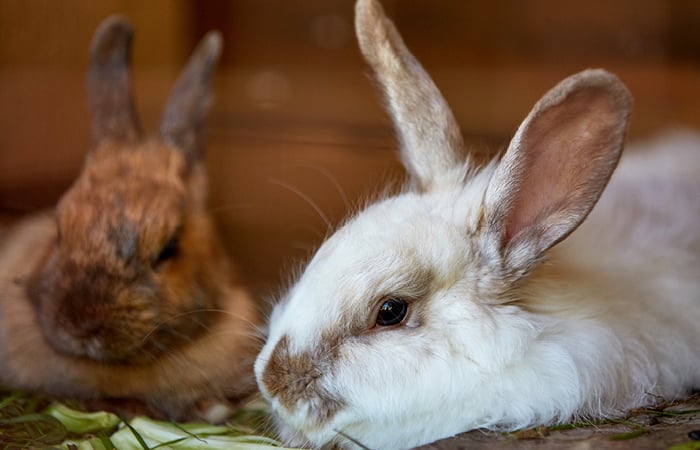 a white and a brown rabbit in a hutch