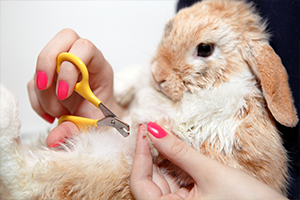 A person with pink nail polish uses yellow clippers to trim the nails of a light brown and white rabbit.