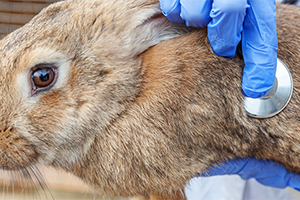A person in blue gloves uses a stethoscope to listen to a brown rabbit's chest.