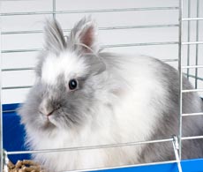 A fluffy gray and white rabbit sits in a blue and white cage.