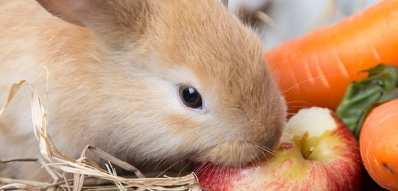 A brown rabbit nibbling on an apple, with a carrot in the background.