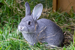 A small grey rabbit sitting in the grass.