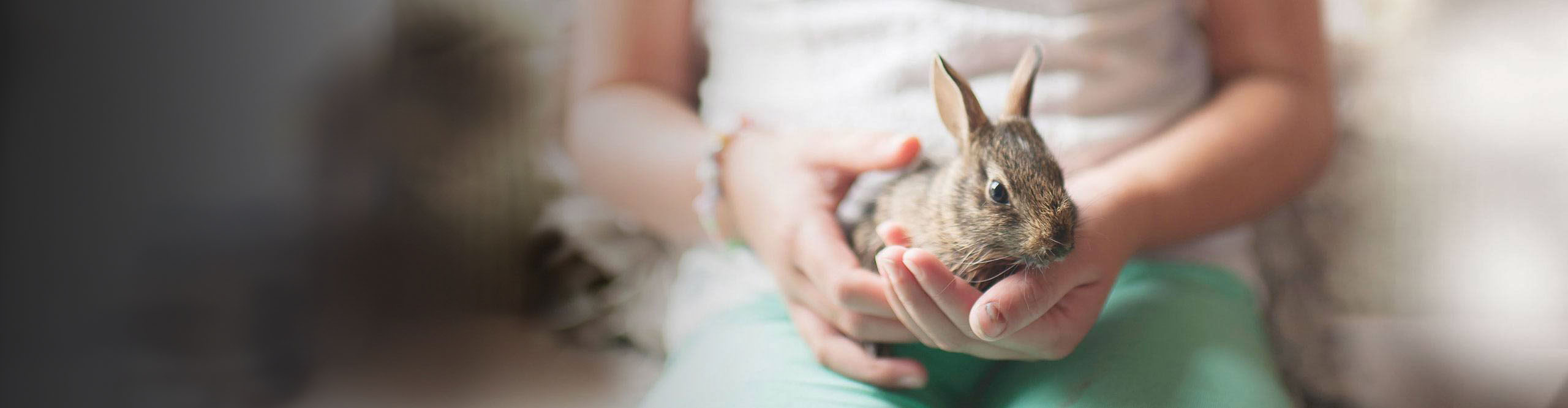 A child's hands gently cup a small, brown baby rabbit.
