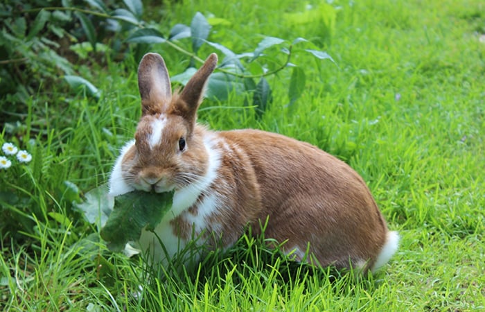 A brown and white rabbit eating fresh green leaves from the garden.