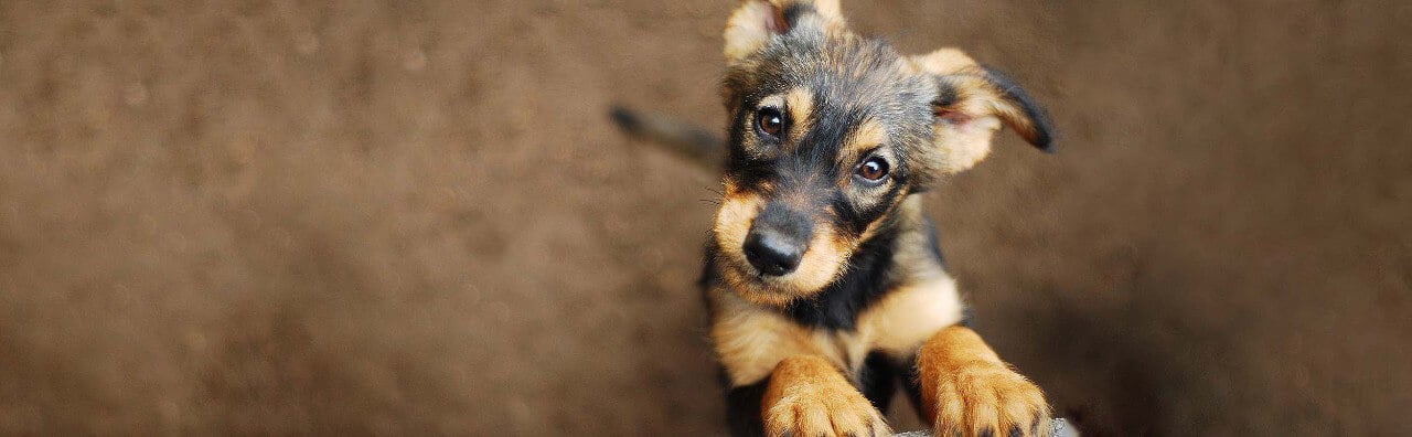 A small, brown and black puppy with floppy ears and big eyes looking up at the camera.
